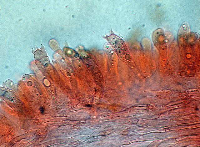 Cortinarius spec. Cod.:2899-07